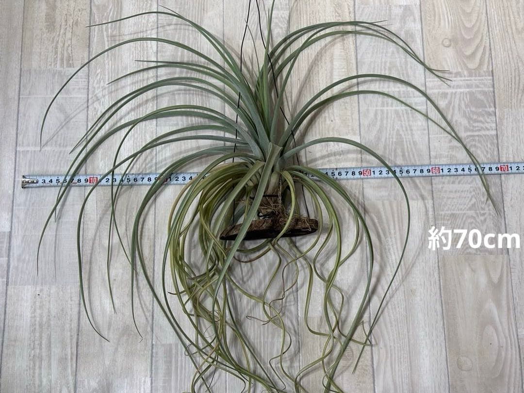 ティランジア レディーフォーリフトオフ / 特大株 交配種 チランジア 希少株