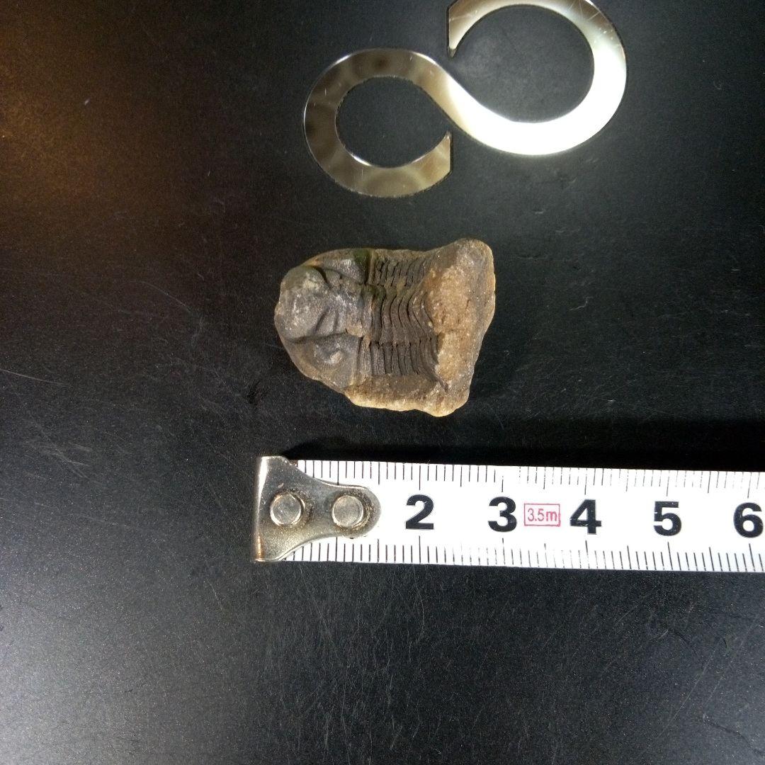 三葉虫　化石　fossil　海　ボリビア産　trilobite　海生動物種別⑤