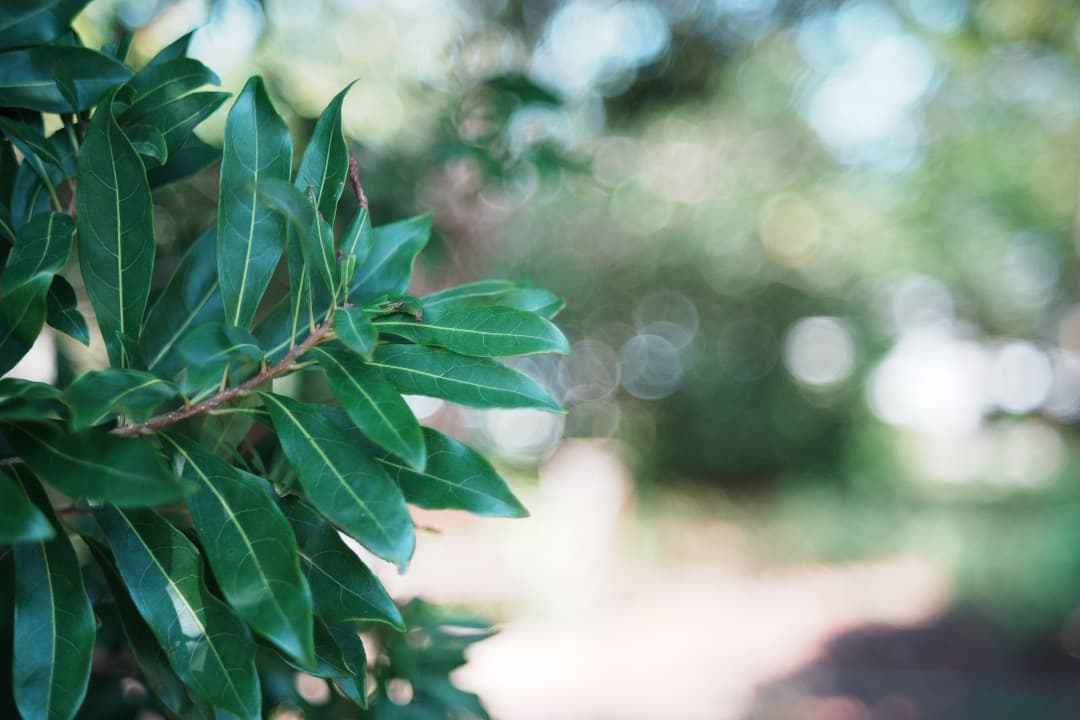 【バブルボケ】動作◎ FUJINON 55mm F2.2 後期 M42 325