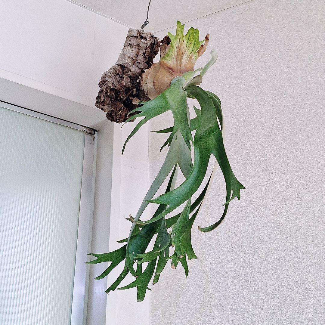 ビカクシダ　ウィリンキー　バリ　コルク付け　ワイルド由来　Willinckii