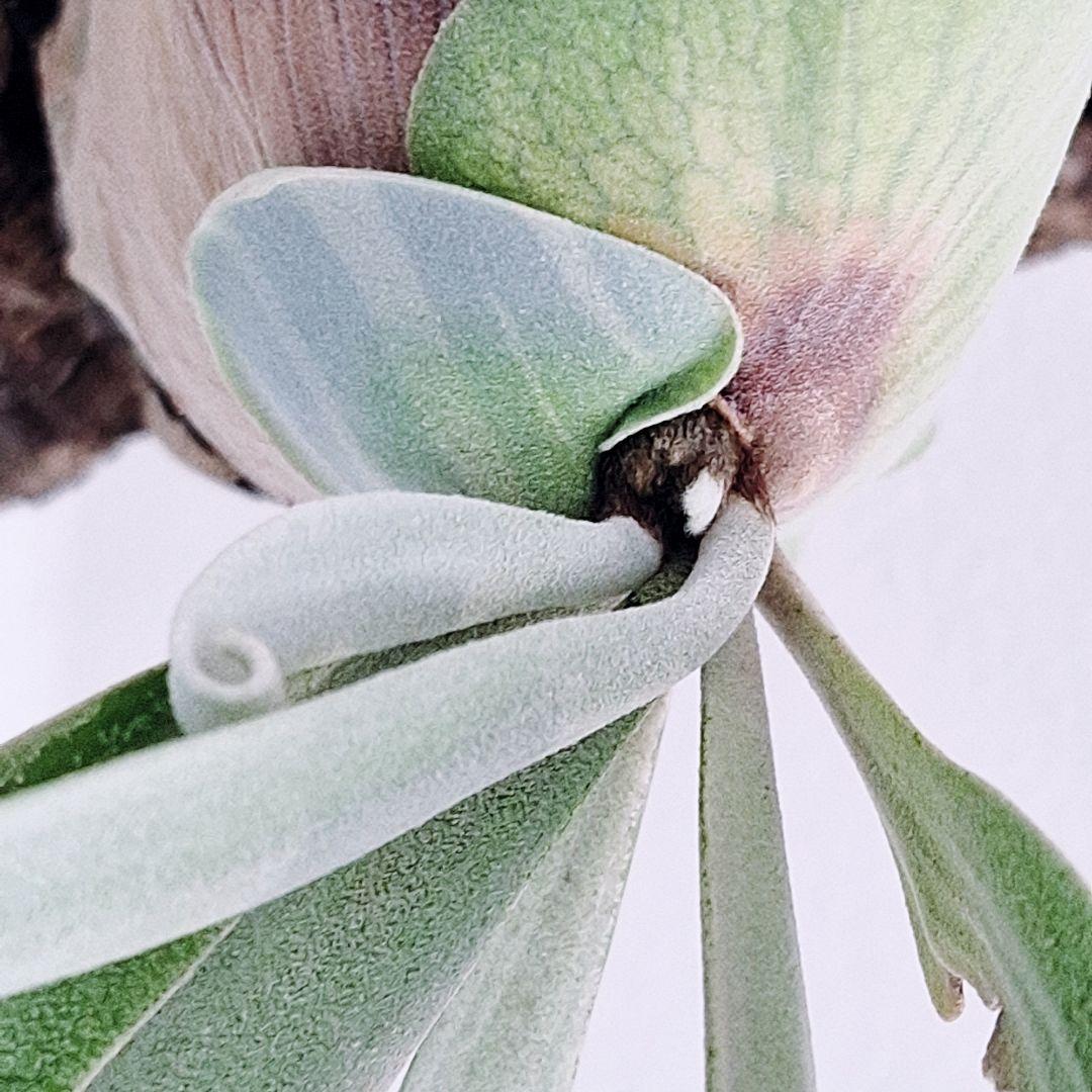 ビカクシダ　ウィリンキー　バリ　コルク付け　ワイルド由来　Willinckii