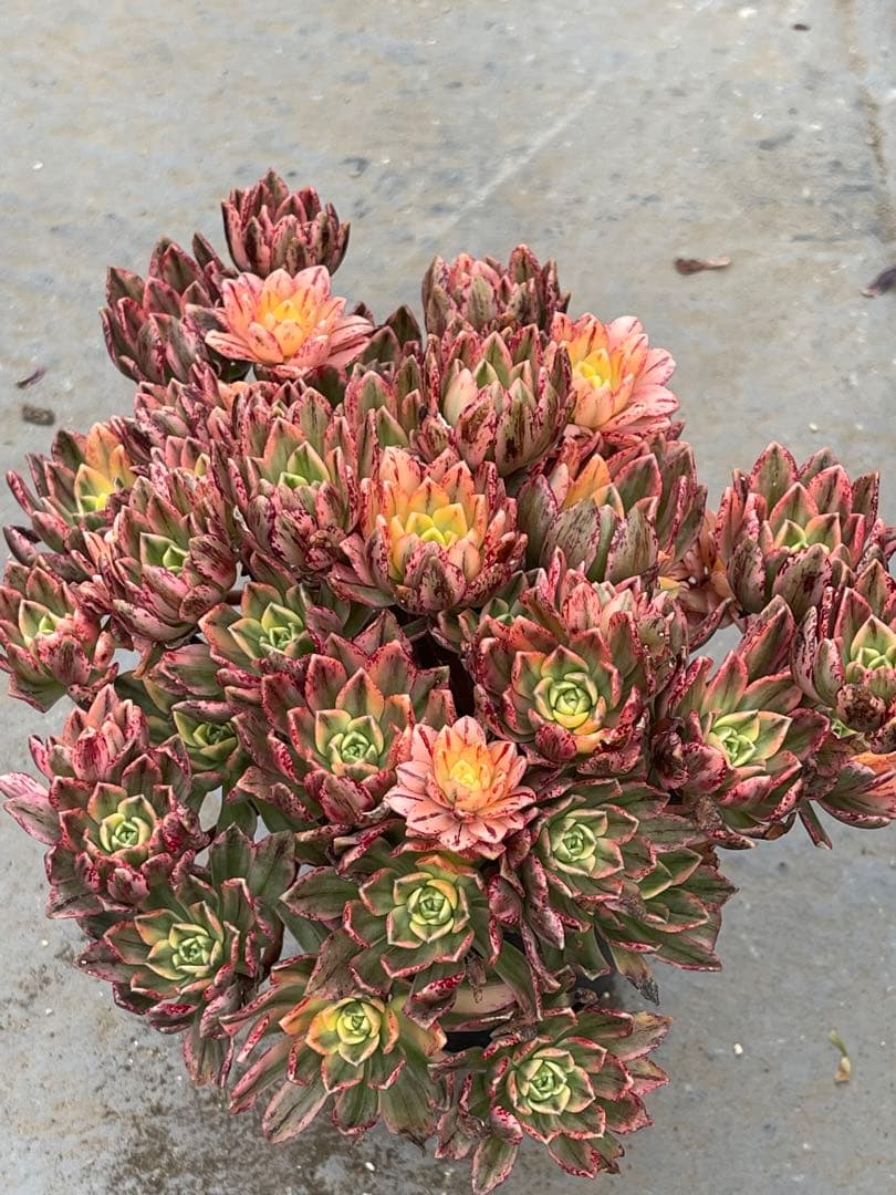 アエオニウム  甜茶錦（ブロンズメタル錦）⭐️お買い得、超特大　プーケ型