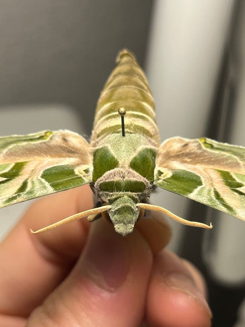 キョウチクトウスズメ 夾竹桃雀蛾 Daphnis nerii 蛾標本 蝶標本