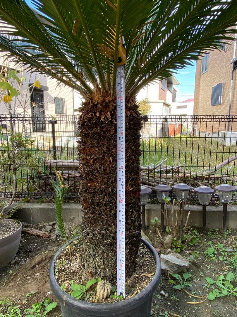 H*o様 ソテツ鉢植え約150センチ （引き取り限定）