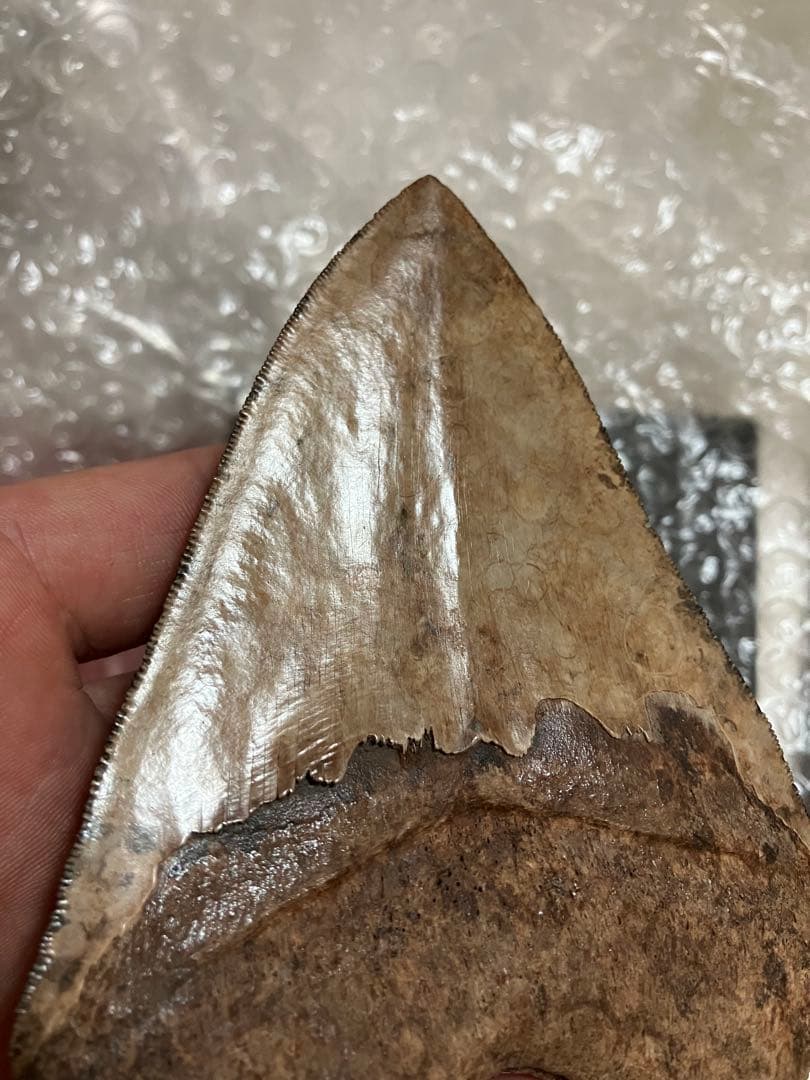 メガロドン　歯化石