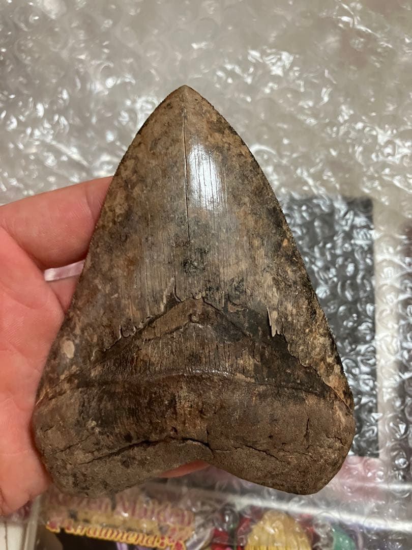 メガロドン　歯化石