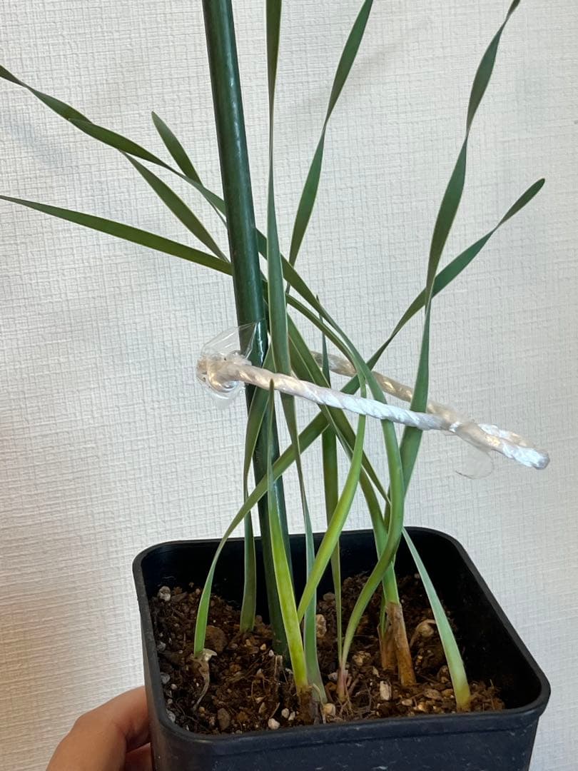 ブーファン　ハエマントイデス　実生苗8苗セット