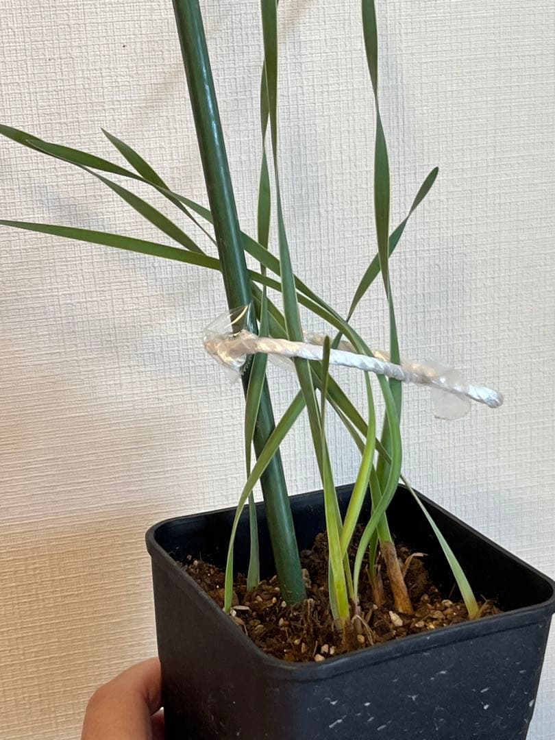 ブーファン　ハエマントイデス　実生苗8苗セット