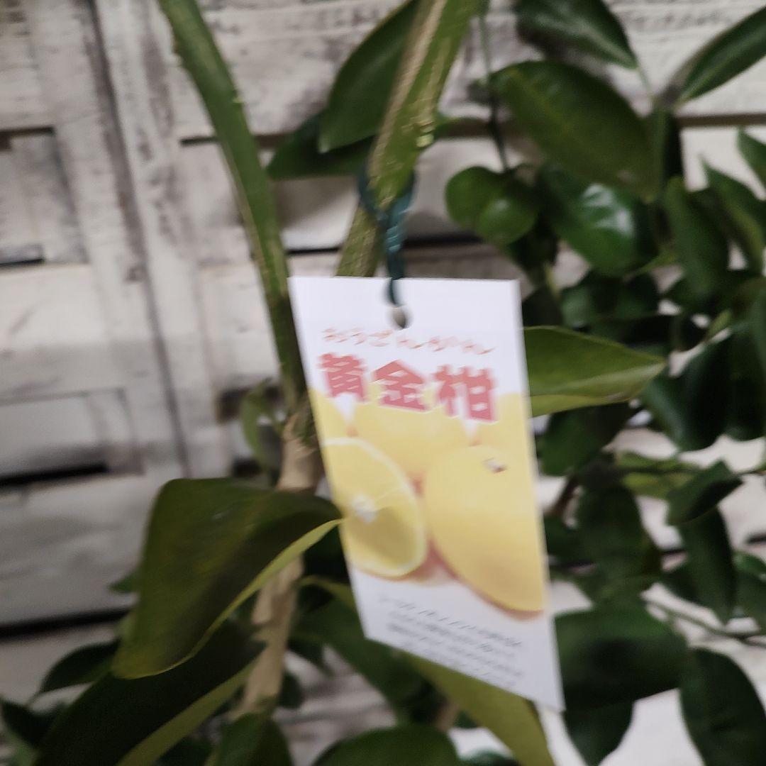 葡萄さま専用 黄金柑 おうごんかん ゴールデンオレンジ 3年生 大苗