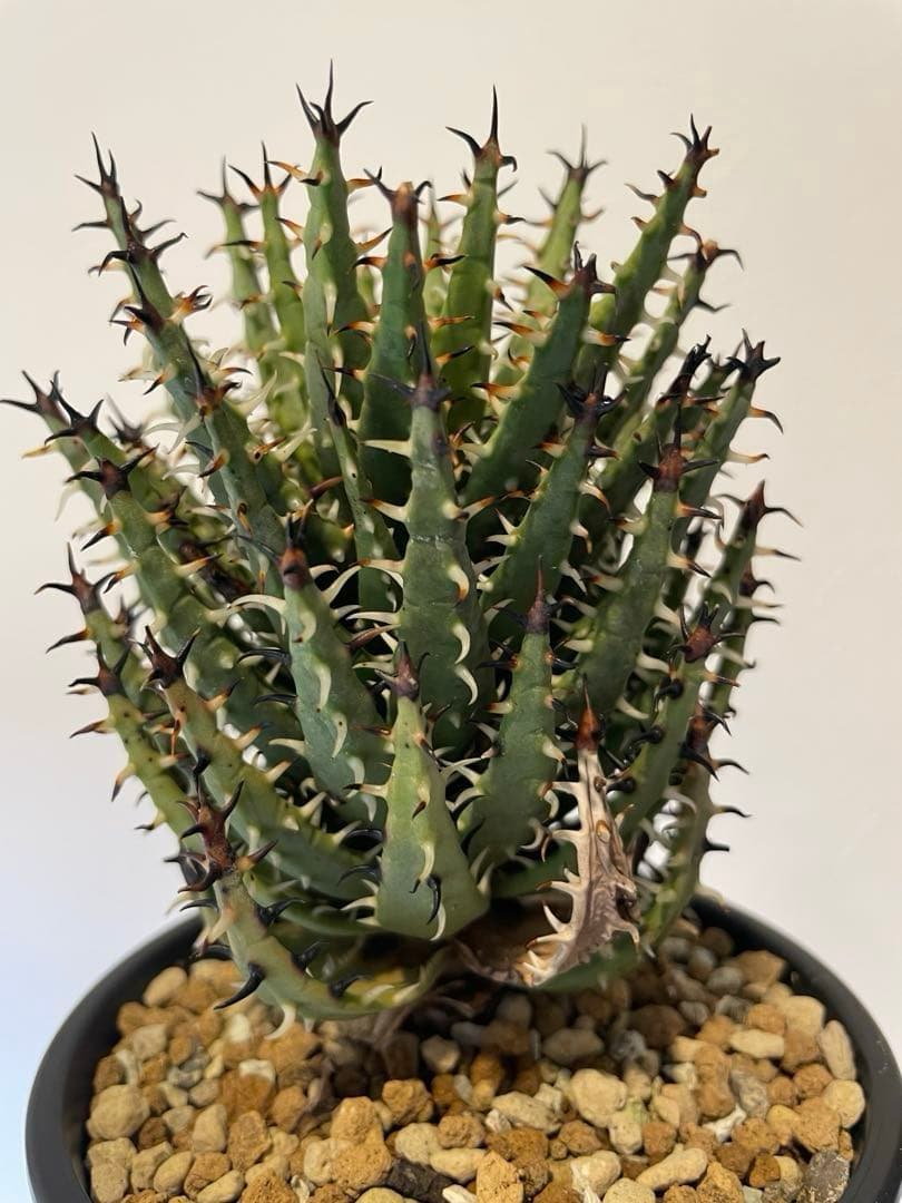 アロエ　エリナケア　大株　幹立ち