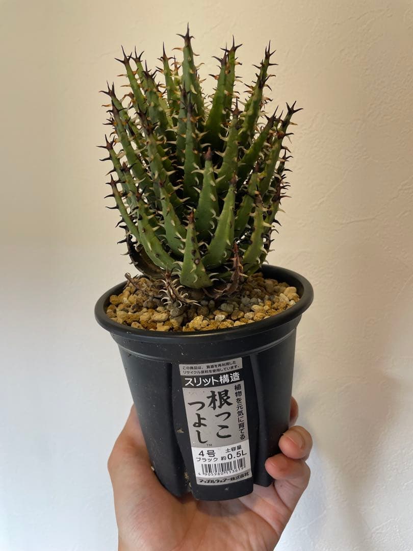 アロエ　エリナケア　大株　幹立ち