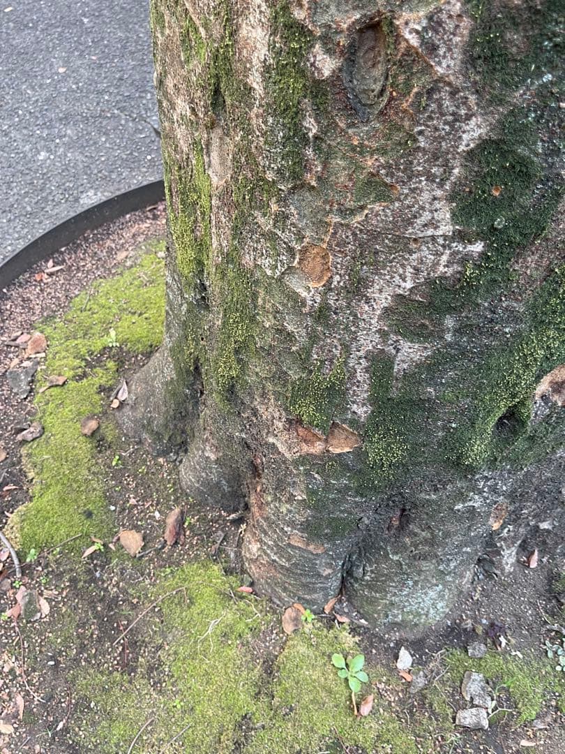 iPhone 12 Pro シルバー 本体　256G