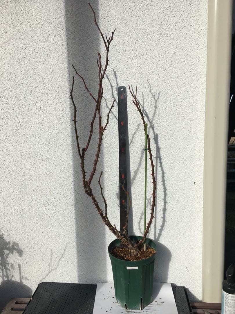 バラ苗　海外切り花品種　接木