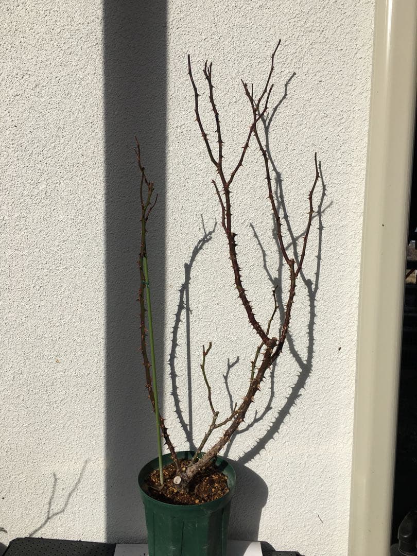 バラ苗　海外切り花品種　接木