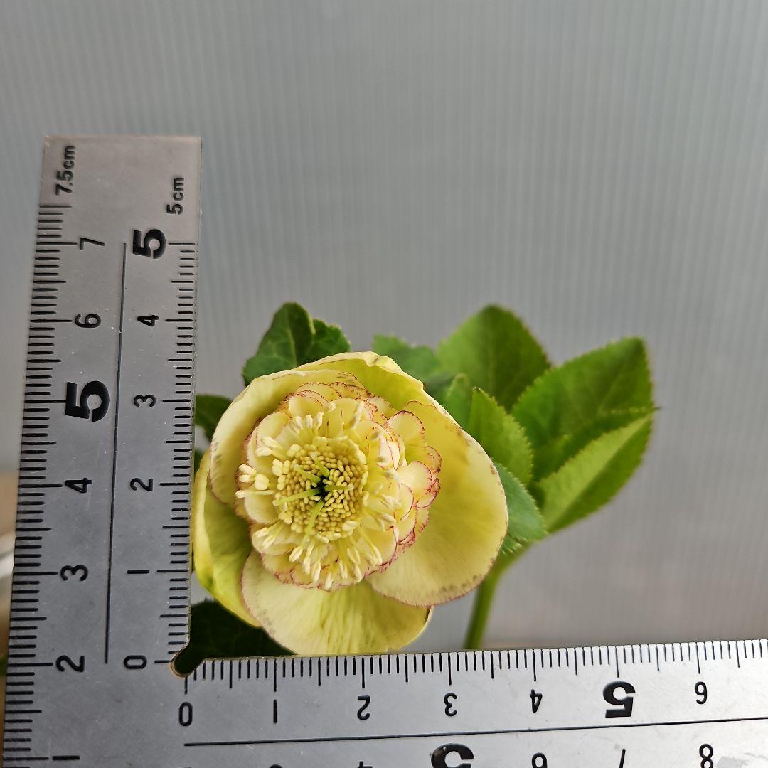 ㉖-34クリスマスローズ