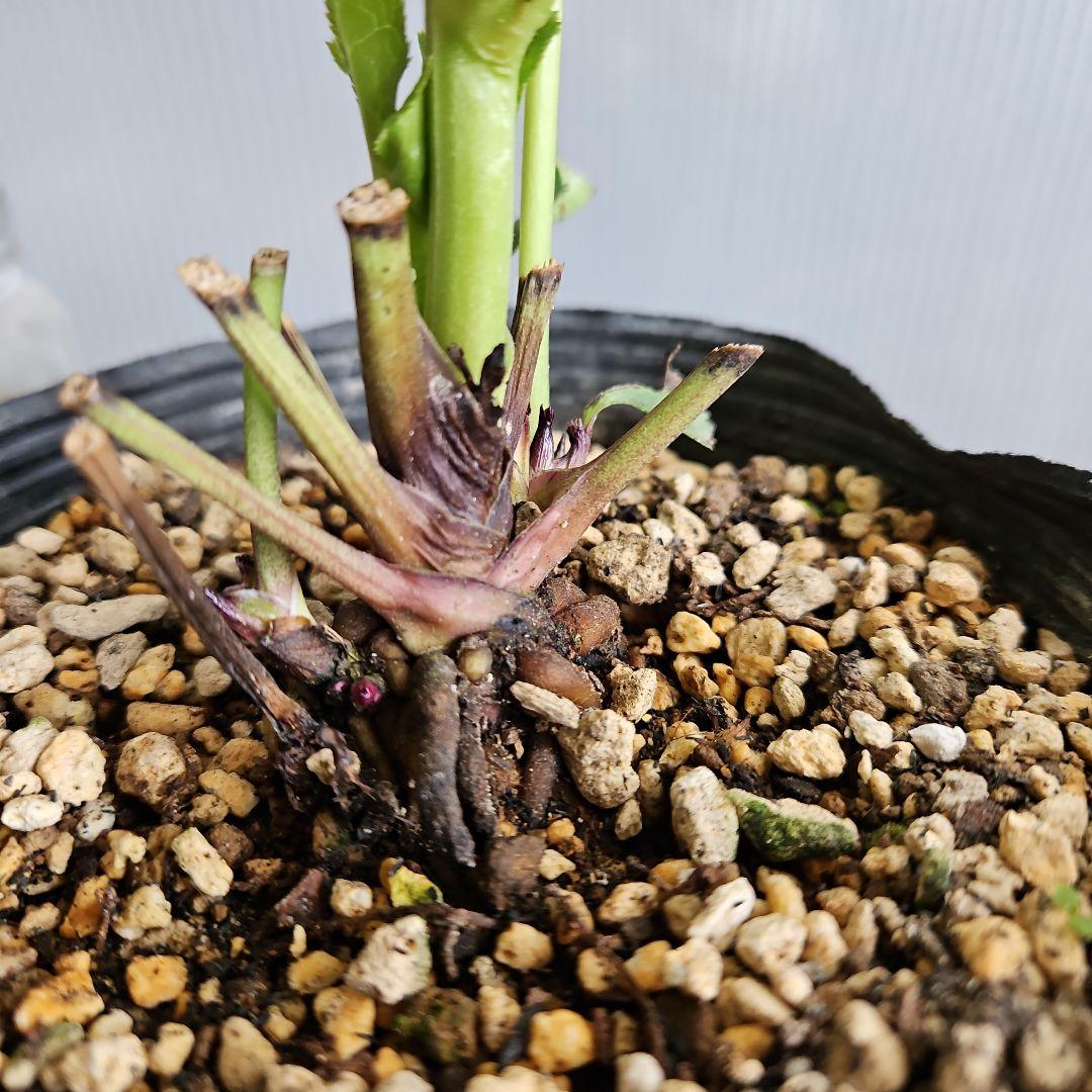 ㉖-34クリスマスローズ