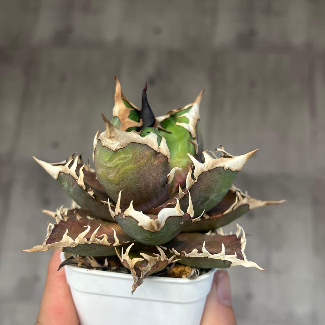 アガベ赤猫ゴリ猫レッドキャットウィーズルコレクション株抜き苗発送