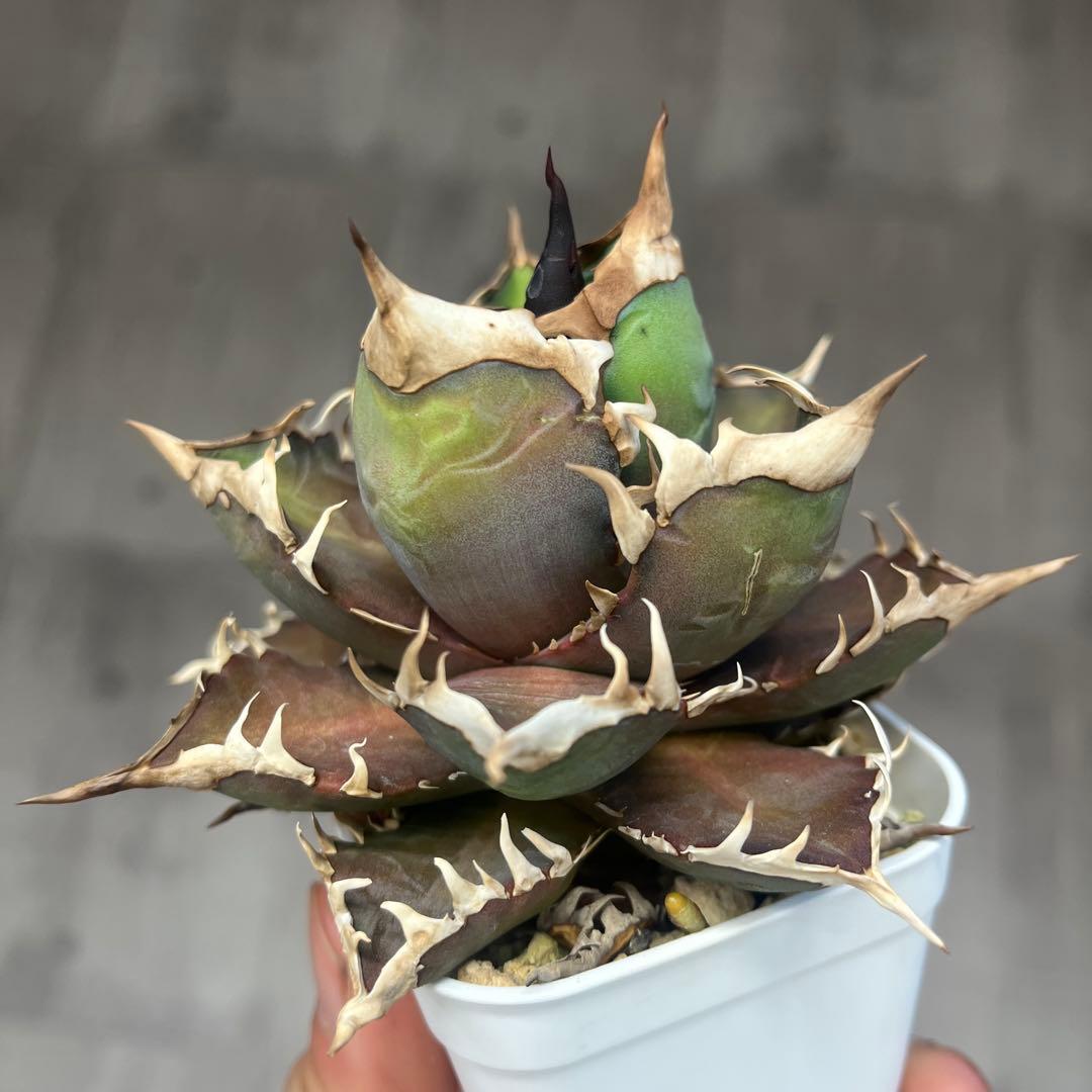 アガベ赤猫ゴリ猫レッドキャットウィーズルコレクション株抜き苗発送