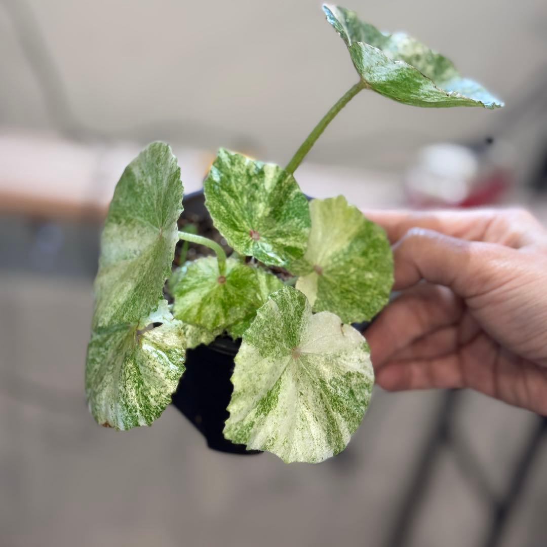 m*l様 1 ベゴニア　ルージュ　斑入り　大人気ベゴニア　丸葉が可愛い