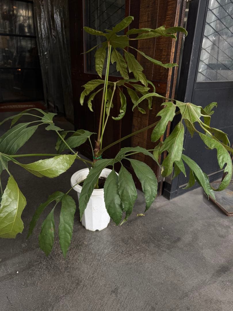 希少★ 入荷〜☆ トラベシア　トレベシア パルマータ　7号　観葉植物 760