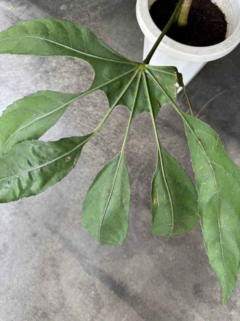 希少★ 入荷〜☆ トラベシア　トレベシア パルマータ　7号　観葉植物 760