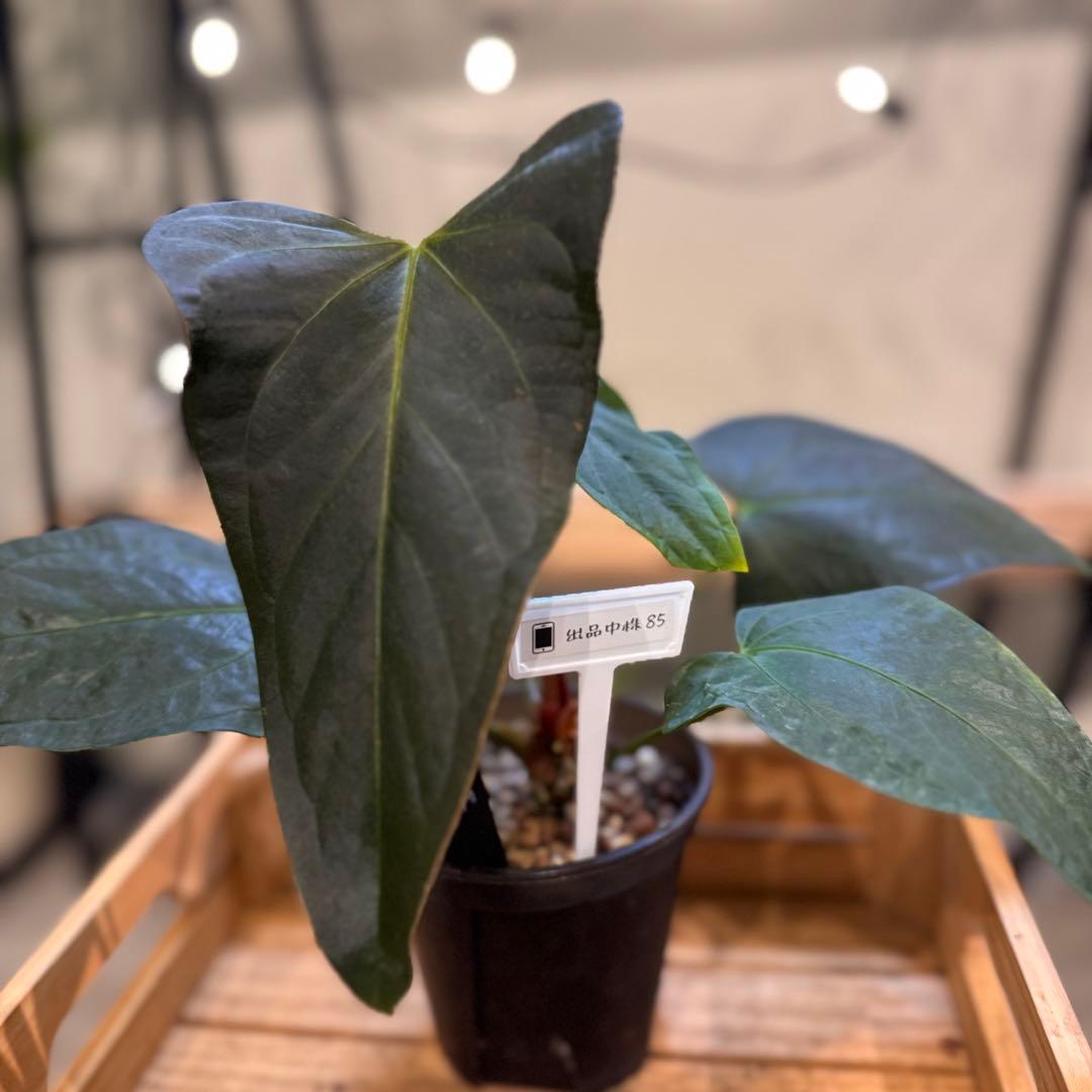 85 アンスリウム　ポルティラエ　ダークフォーム　オープンサイナス