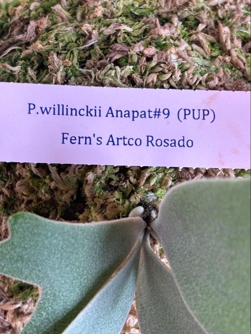 まはろAnapat#9/Wings of Angel/Jewel