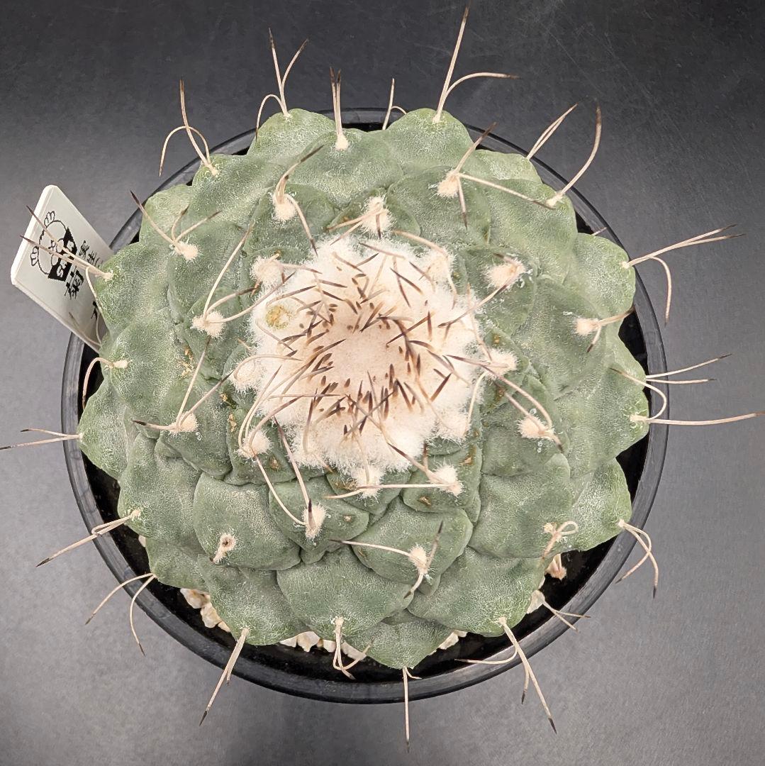 1*o様 菊水 大型タイプ国内実生 鉢植え メルカリ便送料込み