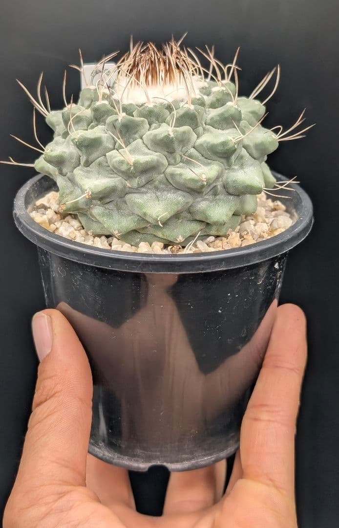 1*o様 菊水 大型タイプ国内実生 鉢植え メルカリ便送料込み