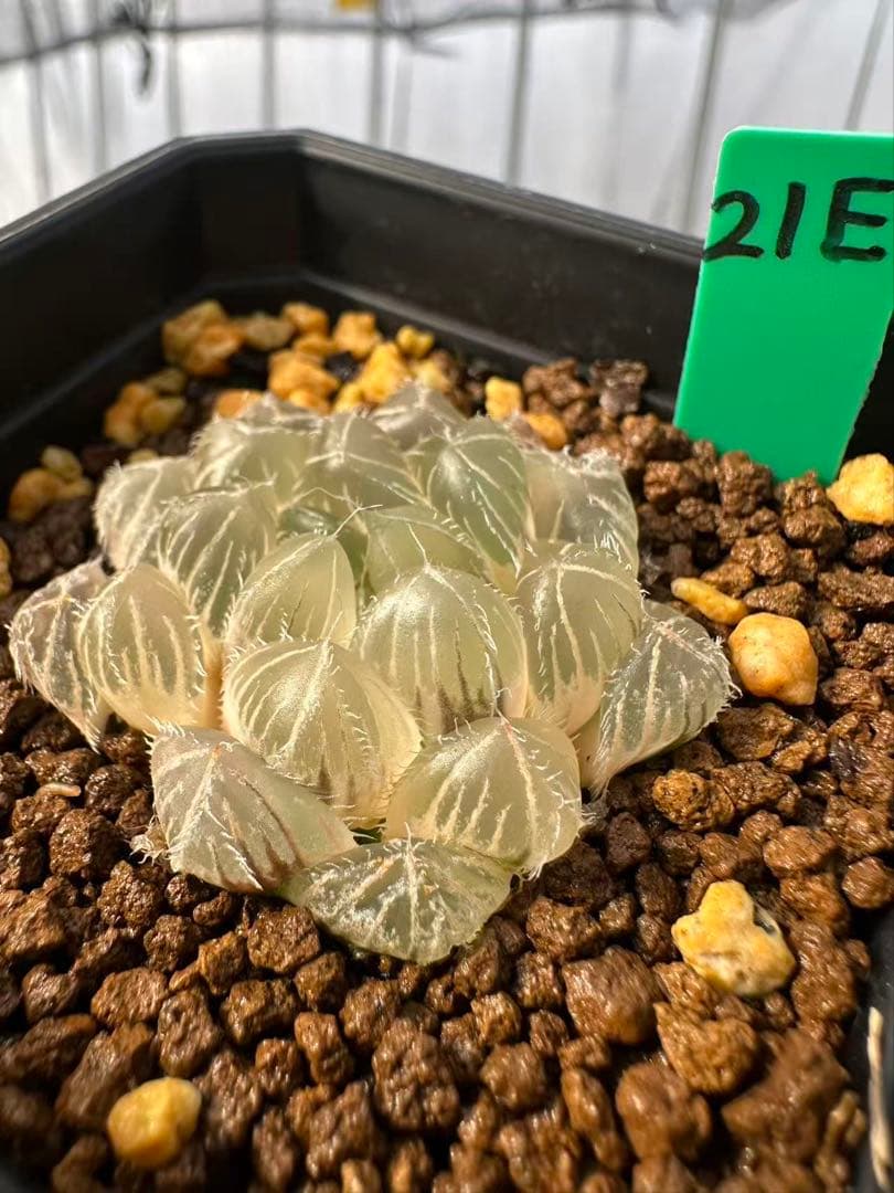 21E 多肉植物 ハオルチア 白赤線オブツーサ錦糊斑