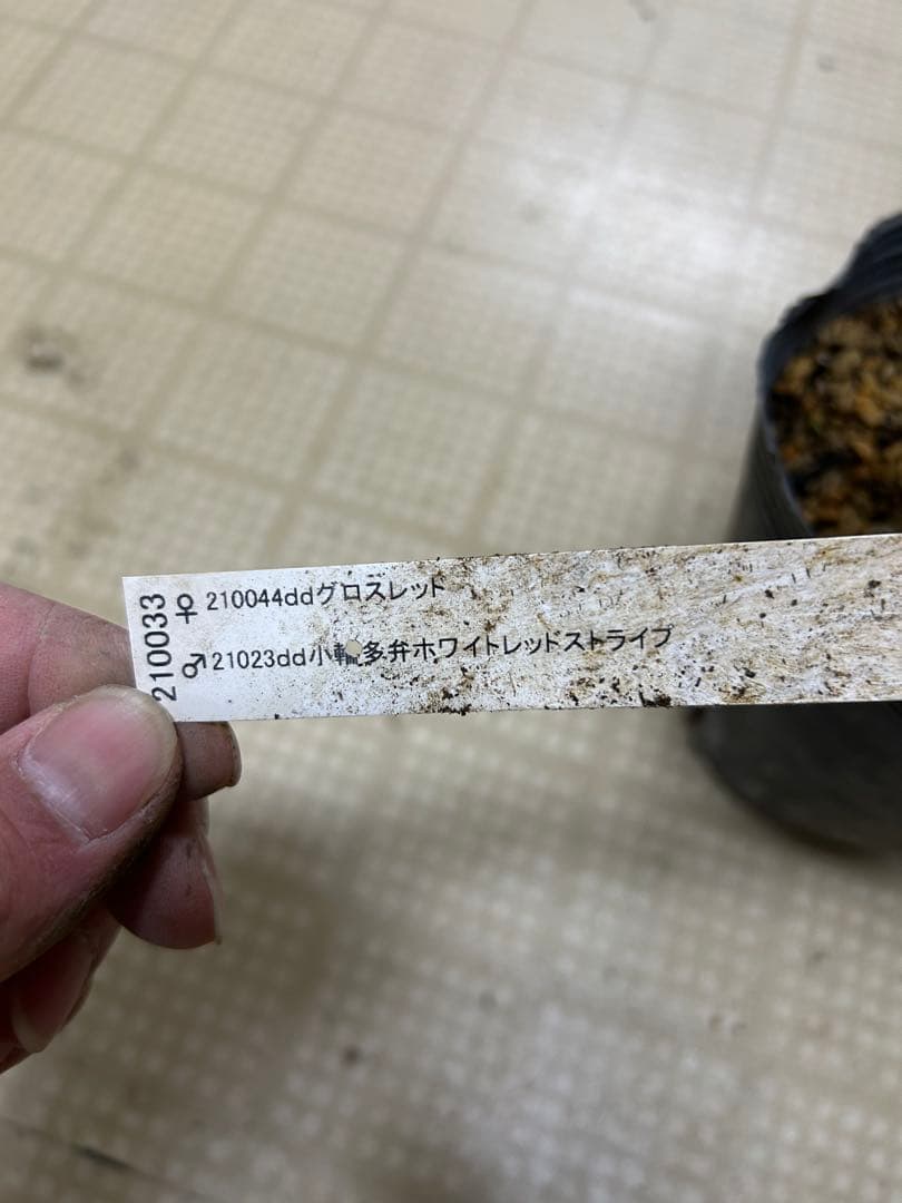 ホワイトレッドストライプ交配 加藤農園クリスマスローズ同梱可能