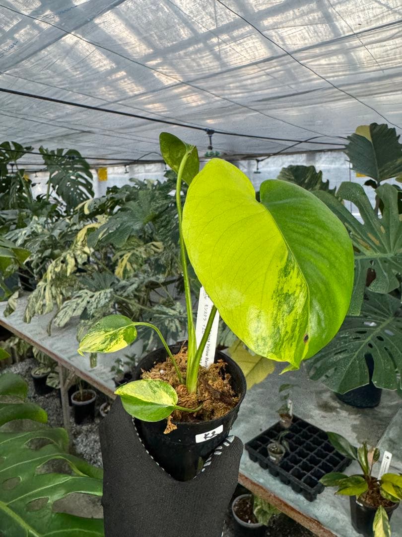ち*。様 K2モンステラ　イエローマリリン　黄斑入り