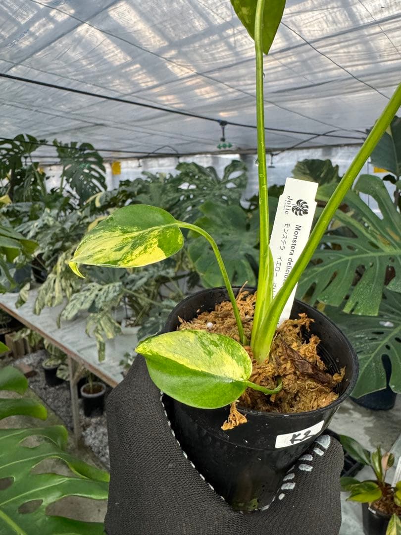 ち*。様 K2モンステラ　イエローマリリン　黄斑入り