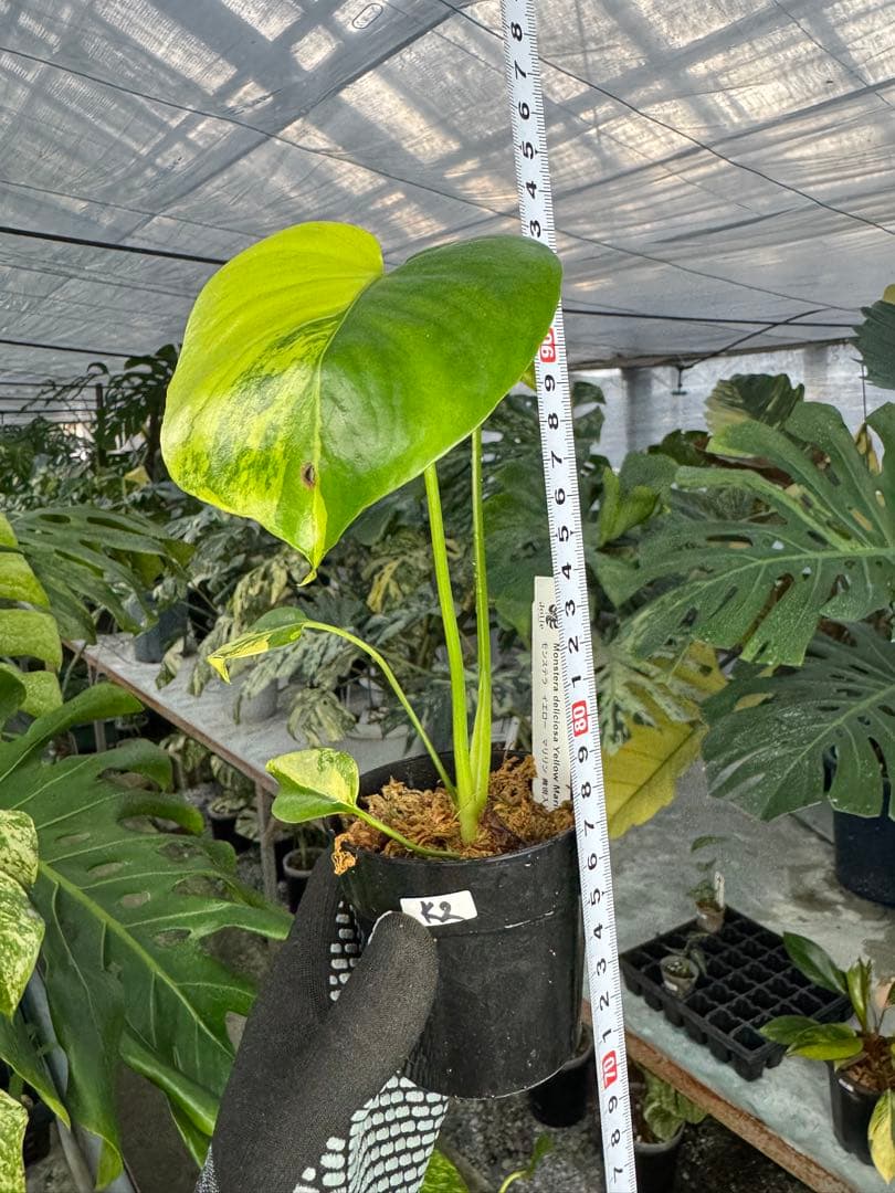 ち*。様 K2モンステラ　イエローマリリン　黄斑入り
