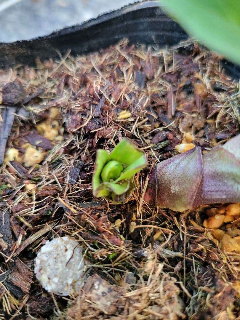 原種交配系　プチドール　シングル　クリスマスローズ