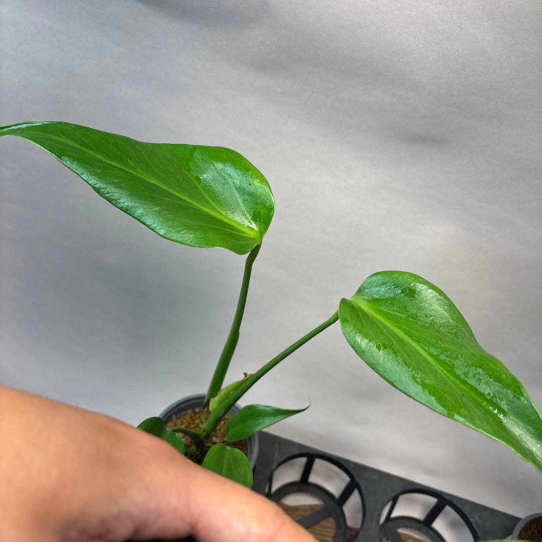 ぴ*く様 5株ms51セットモンステラ バールマルクスフレーム