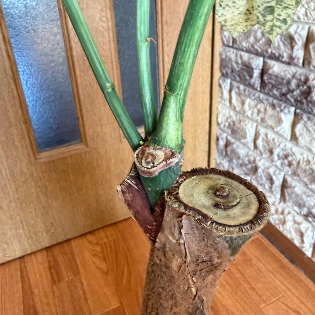 パキラ　ミルキーウェイ　接木　5号鉢