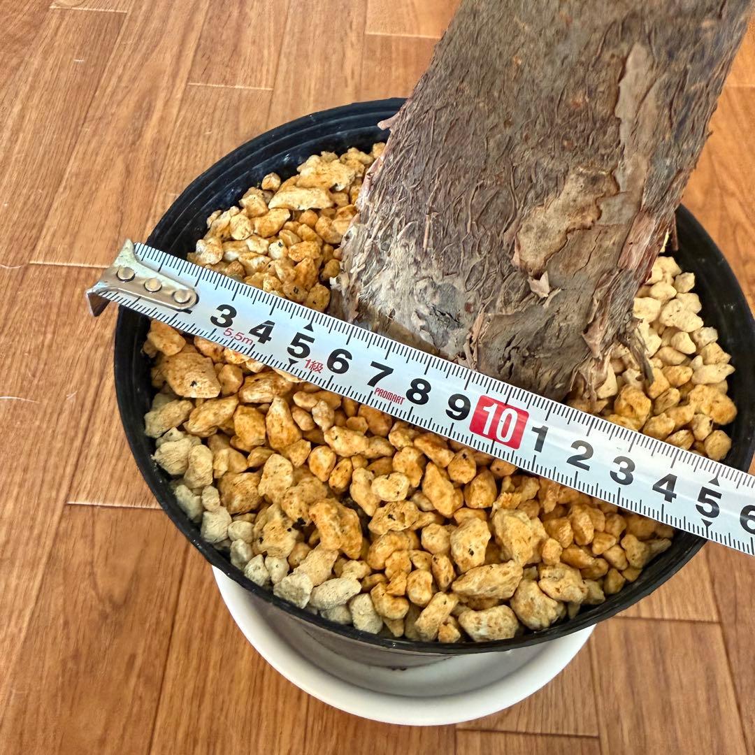 パキラ　ミルキーウェイ　接木　5号鉢