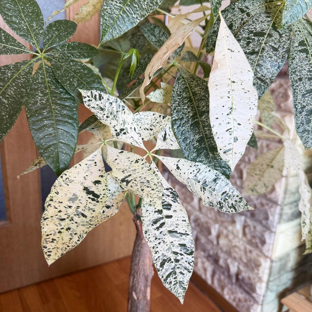 パキラ　ミルキーウェイ　接木　5号鉢