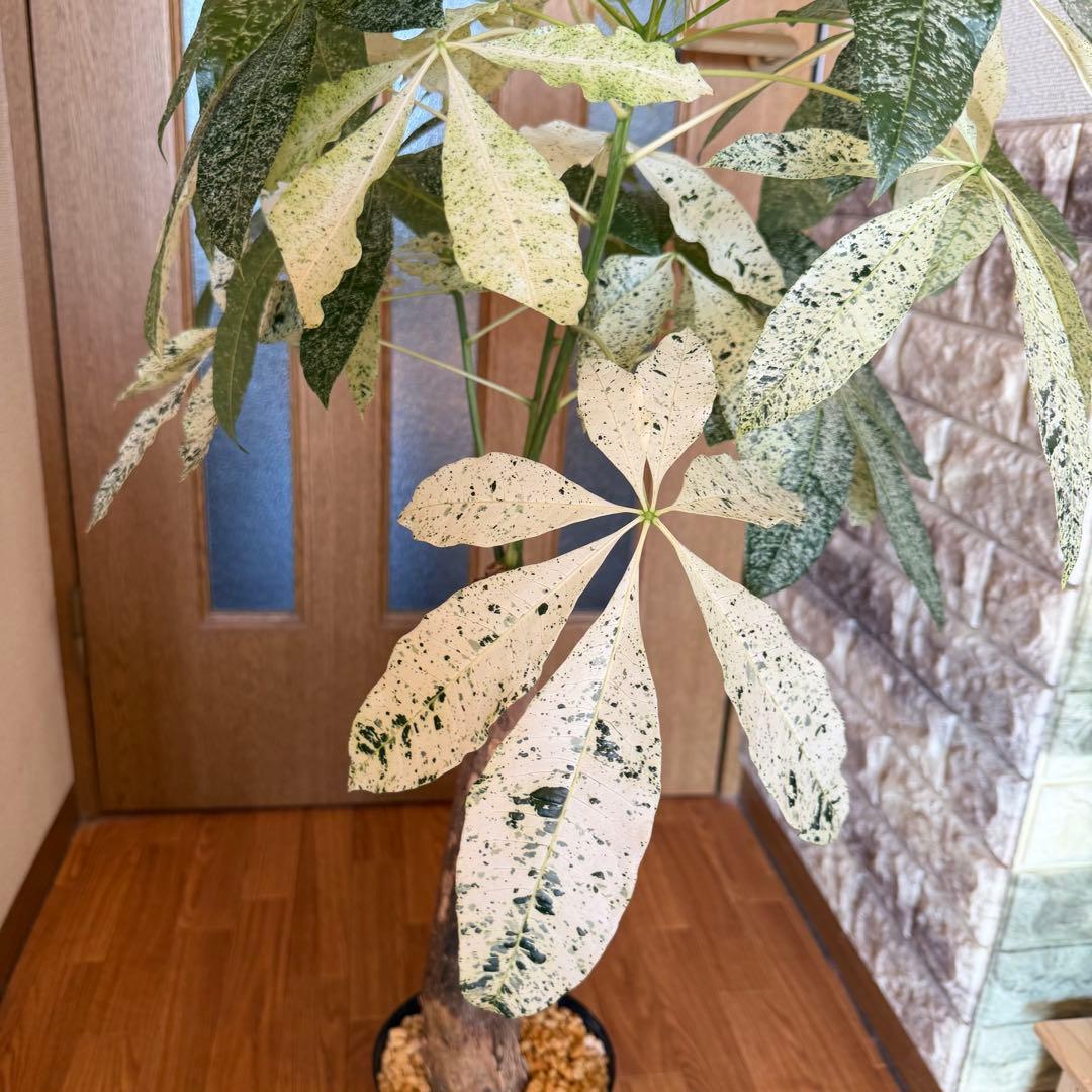 パキラ　ミルキーウェイ　接木　5号鉢