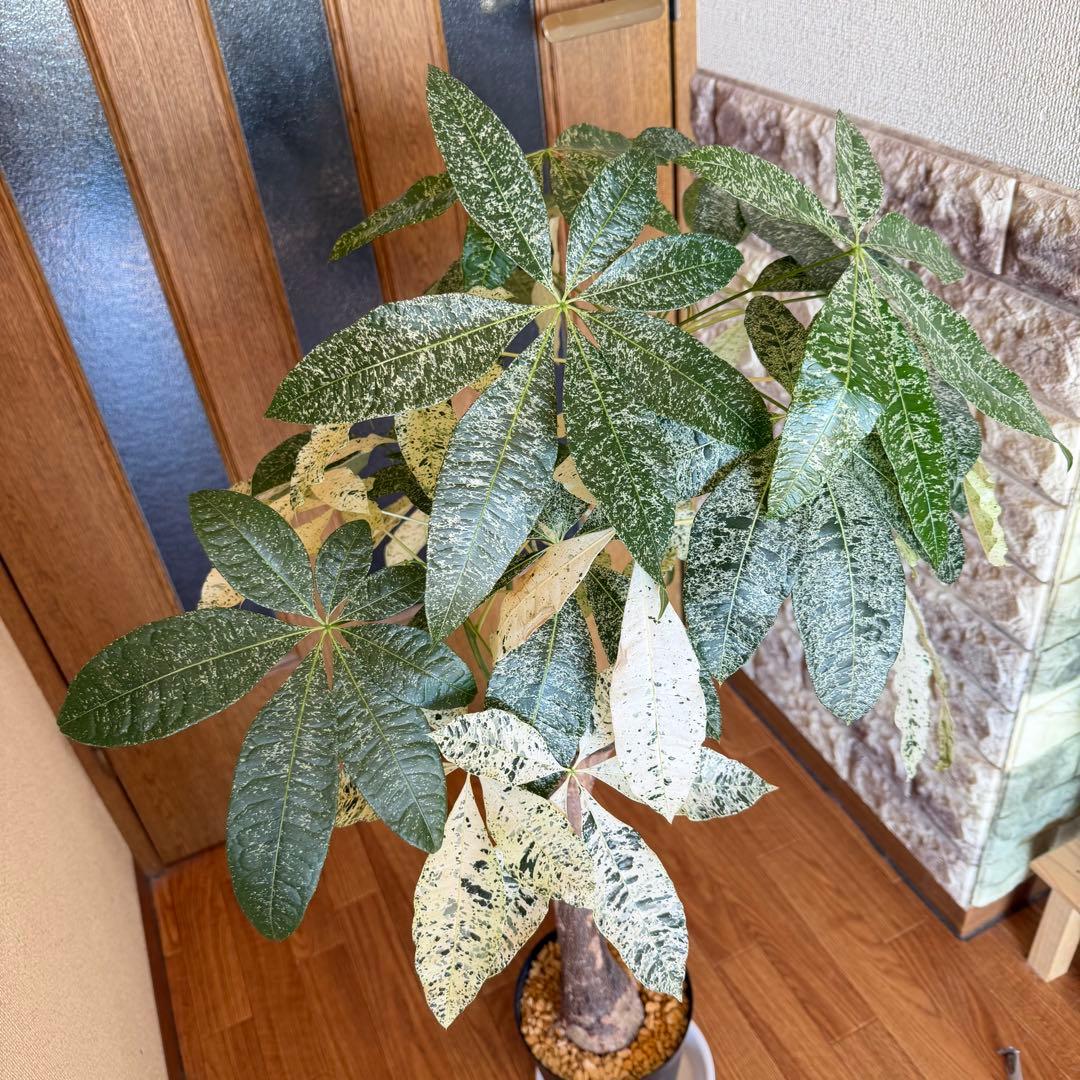 パキラ　ミルキーウェイ　接木　5号鉢