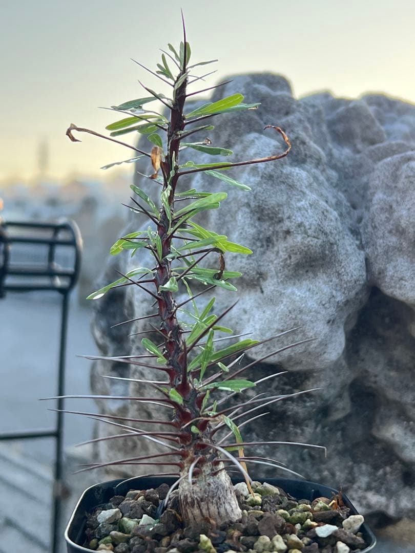 フォークイエリア　プルプシー　2025年産　沖縄実生株