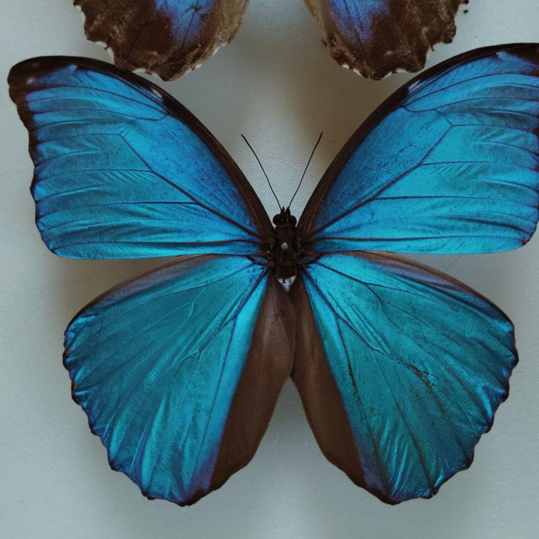 ブラジル　オビドス　メネラウスモルフォ　ペア　蝶標本　貴重