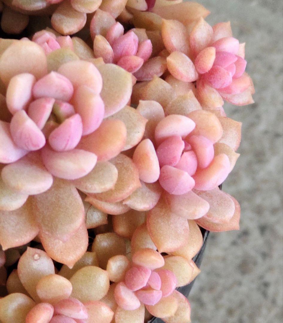 レ*ン様 リンダリンダ　札付き　群生鉢　ぼのぼのさん苗　抜き苗