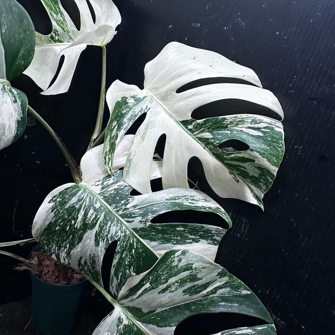 ビ*ズ様 斑入りモンステラ ホワイトタイガー極美大株65cm白斑多