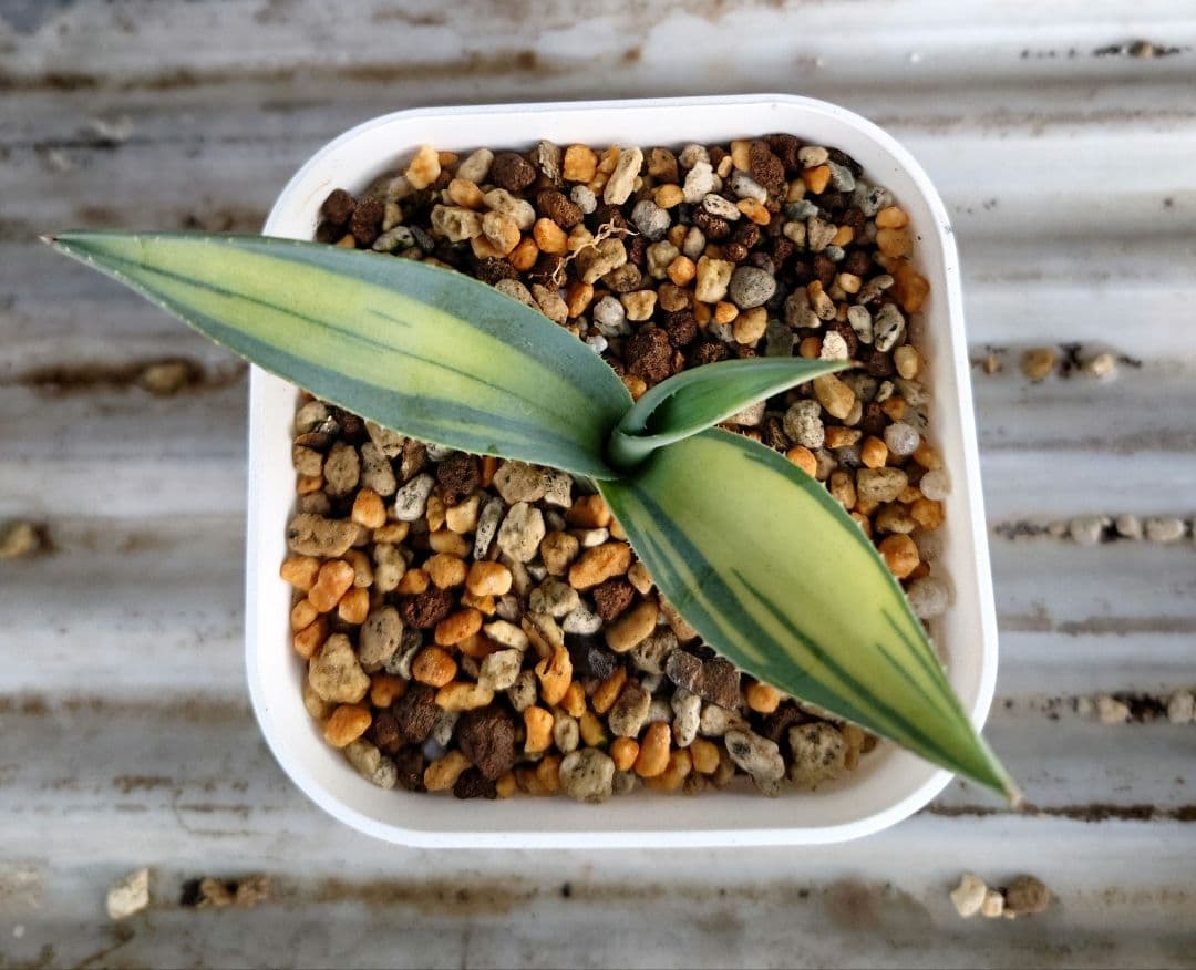 アガベ　ウェベリー黄中斑　ウェベリー中斑