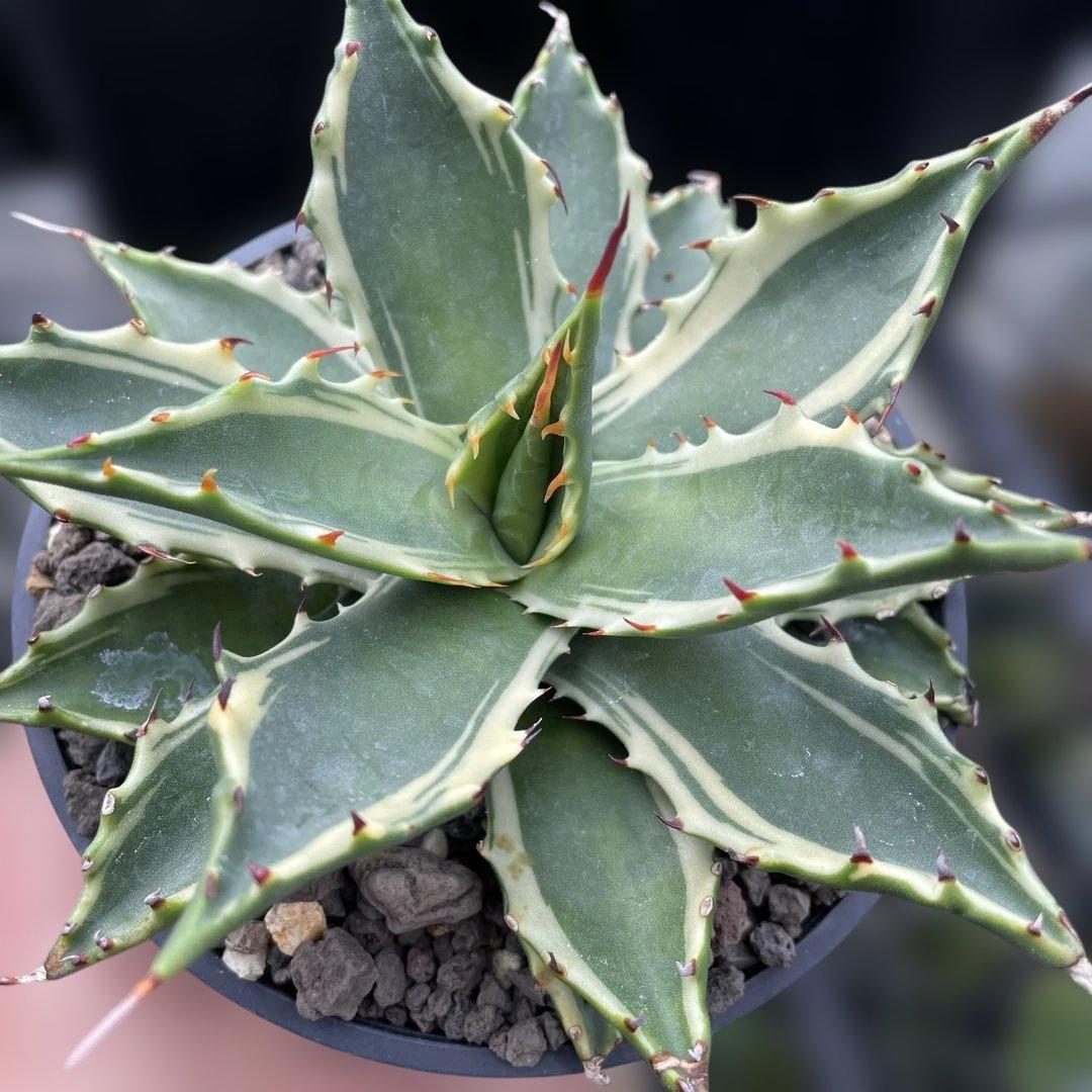 アガベ　サブシンプレックス錦　コンパクトなタイプ