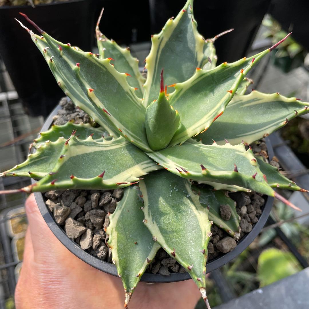 アガベ　サブシンプレックス錦　コンパクトなタイプ