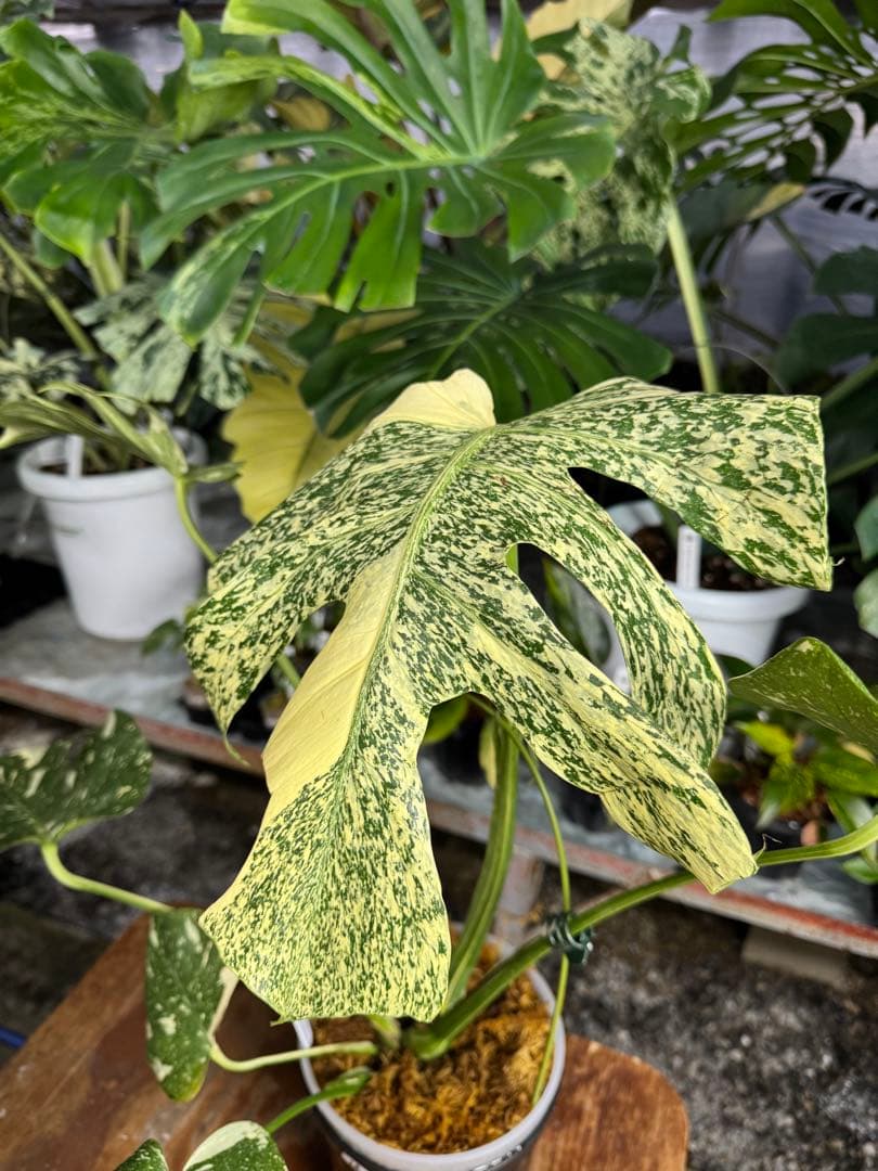 モ*～様 12モンステラ　タイコンステレーション　スターライト