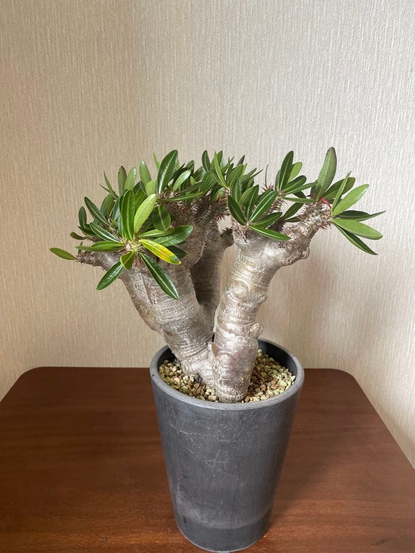 最終値下げ　パキポディウム　ブレビカリックス